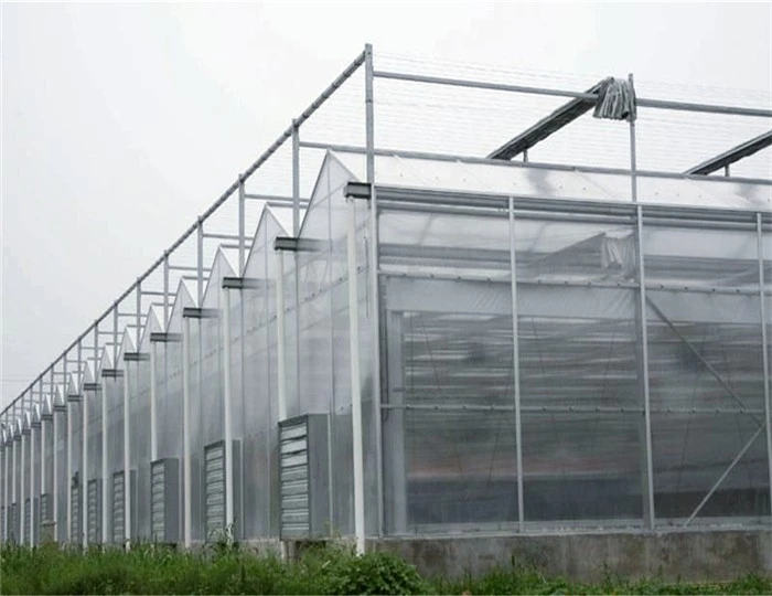 Venlo Greenhouse